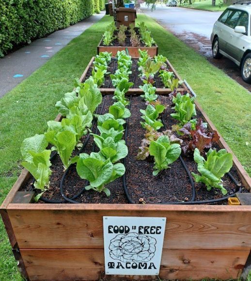 Tacoma Food Is Free Garden Bed