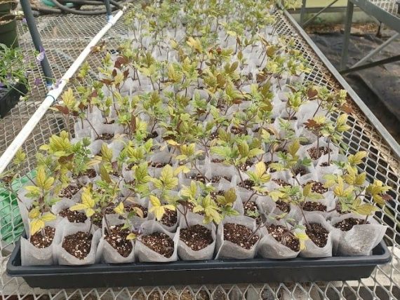 Plants in Soil Bags